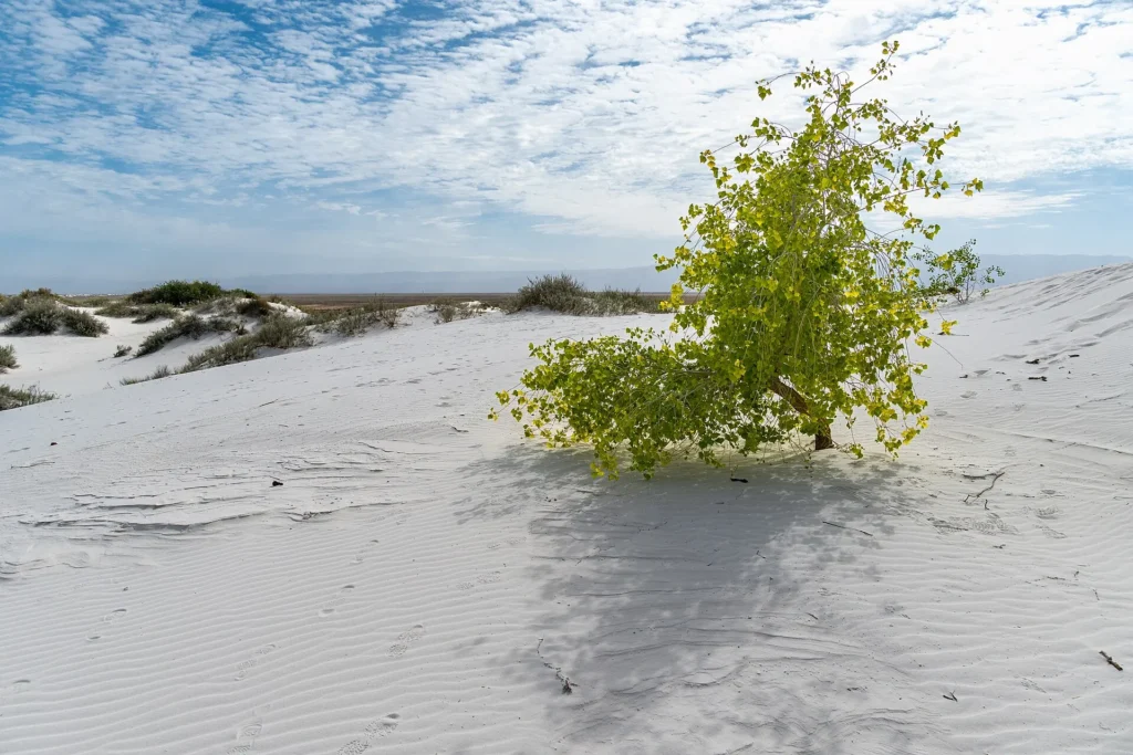 What Dinner Looked Like for Families Living Beside Lake Otero Bright white dunes and sparse plants at White Sands National Park