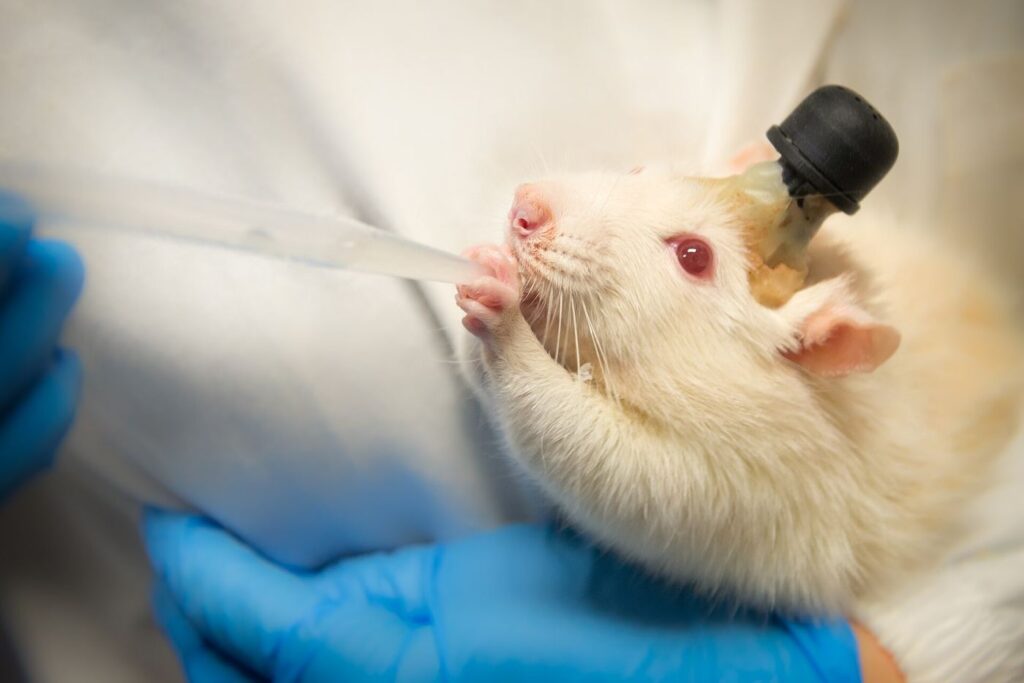 Brain Implants Move From Miracle to Medicine A researcher studying brain activity in a neuroscience laboratory